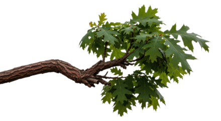 Isolated Oak tree branch with green leaves against plain backdrop in nature, ecology concept