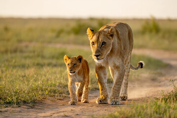 Majestic lioness and cub walk together on a dusty path in the african savannah at sunrise