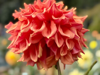 オレンジのダリア