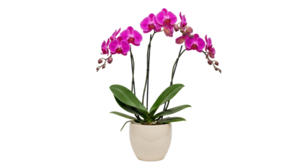 Isolated flowering orchid plant in pot, vibrant magenta blossoms, elegant and graceful, indoor decoration