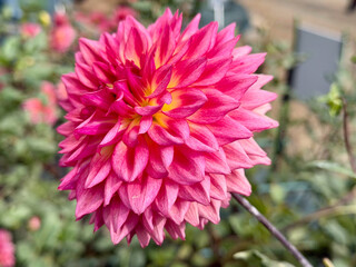 ピンクのダリア