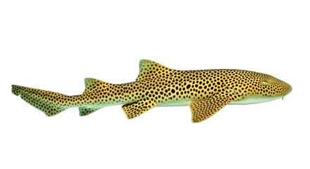 Isolated Leopard Shark swimming; marine animal with spotted skin, beautiful sea creature