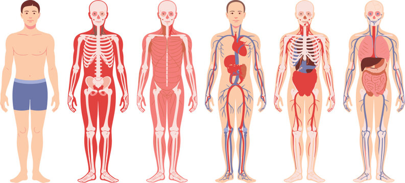 Comprehensive Vector Illustration Set of the Male Human Body Anatomy, Showcasing Skeletal, Muscular, Circulatory, Respiratory, and Digestive Organ Systems for Education.