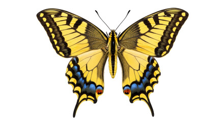 Isolated Old World swallowtail butterfly, large yellow insect with black stripes and blue spots