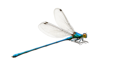 Isolated Damselfly, brilliant blue and green insect of Odonata order, translucent wings