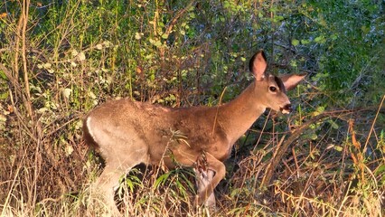 Gorgeous deer roaming the forest in fall