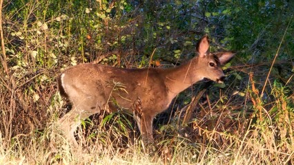 Gorgeous deer roaming the forest in fall