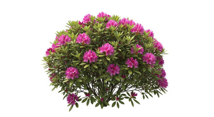 Isolated Flowering Rhododendron Shrub, Magenta Color Blooming Plants, Summer Bloom Garden