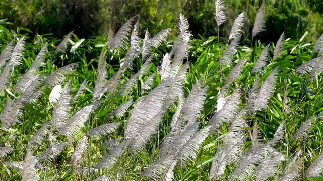 Shot of Wild Sugarcane or Kans Grass or Kohuwa grass 4