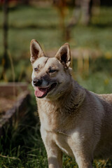 Light brown dog with a happy expression sits in green grass. The dog has pointed ears and a short coat, surrounded by a natural outdoor setting.