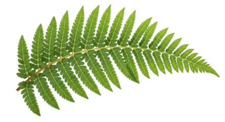Isolated fern frond in vibrant green, a botanical specimen for designs and compositions