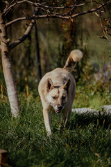 Light brown dog with a happy expression hunts in green grass. The dog has pointed ears and a short coat, surrounded by a natural outdoor setting.