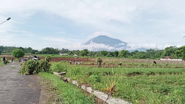 Farmers work hard during harvest time in fertile rural areas. Working together during harvest time between landowners and farm laborers is mutually beneficial.