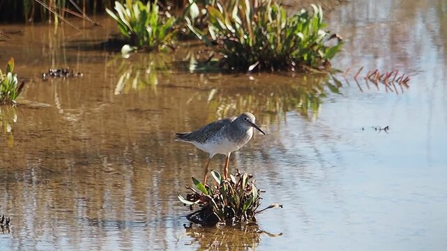 Common redshank, Tringa totanus