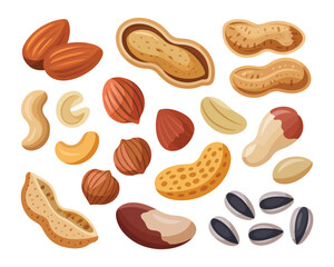 Assortment of diverse nuts and seeds illustration with flat design style