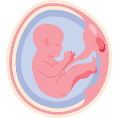 Illustration of a pink fetus developing inside a transparent amniotic sac with layers of pale blue and pink membranes on a transparent background symbolizing early pregnancy and fetal growth