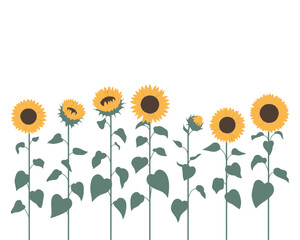 A row of sunflowers in various stages of bloom on a white background.