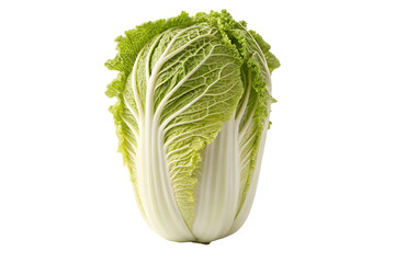 Fresh napa cabbage isolated on white background