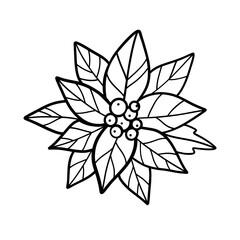 Poinsettia flower, vector illustration. Christmas star flower, black and white line art