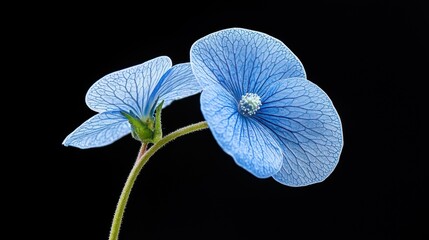 Macro Shot of Exotic Transparent Petaled Blue Flowers on Black Background