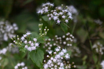 small flowers
