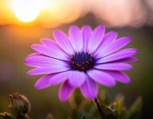 Purple Daisy at Sunset