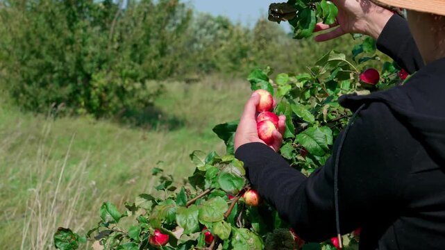 A woman is picking red Fuji apples by hand. She holds a basket and places the apples into a woven basket as she picks them. Close-up shot.