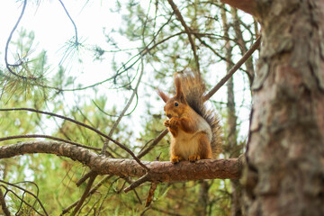 A squirrel runs through the pine trees
