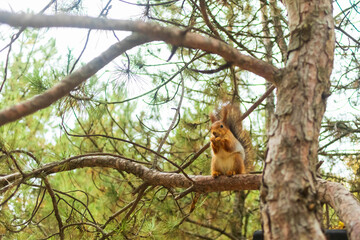 A squirrel runs through the pine trees