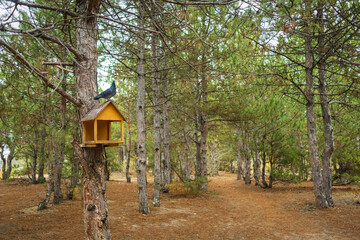 A pigeon is sitting on a feeder