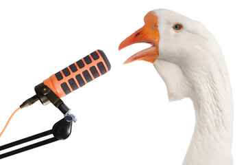 Singing goose at the microphone isolated on white background