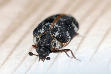 Anthrenus scrophulariae also known as the common carpet beetle or buffalo carpet beetle. An insect on a bird's feather.