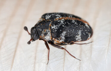 Anthrenus scrophulariae also known as the common carpet beetle or buffalo carpet beetle. An insect on a bird's feather.