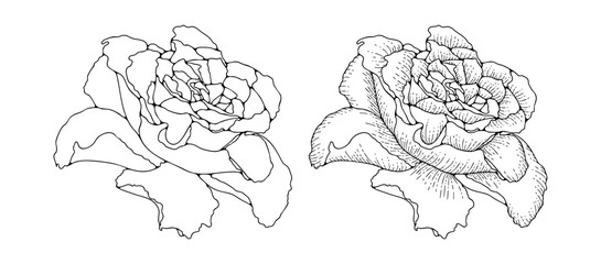 Hand-drawn rose flower line art illustration with detailed petals and natural sketch texture. Elegant floral outline design perfect for botanical prints, coloring pages, and decorative artwork.