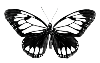 Black and White Butterfly Wings isolated on a transparent background 1