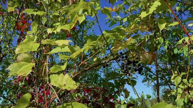 Wild blue grapes hang among the climbing vines. In the wild, they are small. Medium shot. A grapevine branch with leaves is also visible.