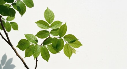 Green leaves and branches against a white wall in sunlight