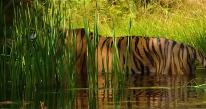 A Majestic Tiger Walking Along the Edge of a Calm Lake
