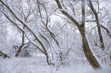 Snow-covered winter park.