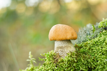 Mushrooms growing in a dense forest.