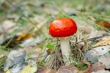 Fly Agarics in the deep forest.