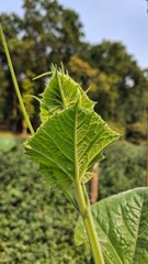 Young green plant leaves unfurling in sunlight