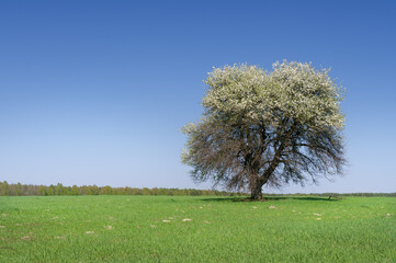 Blossoming tree on spring green field