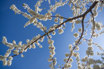 Flowers on a tree branch against the blue sky.
