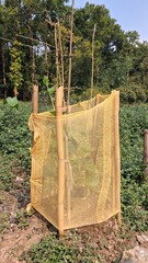 Young tree protected by natural woven guard in a field