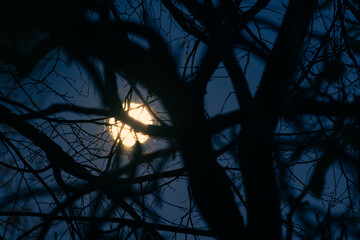 A full moon against the backdrop of bare branches on an autumn night. An atmospheric night scene.