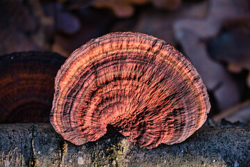 Trametes versicolor (Coriolus versicolor and Polyporus versicolor) close-up in forest