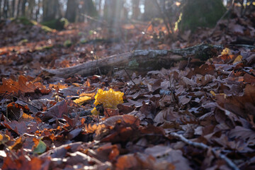 Tremella mesenterica (yellow brain, golden jelly fungus, yellow trembler, and witches' butter) jelly fungus in autumn forest