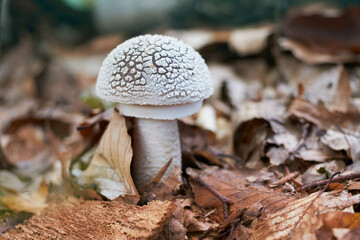 Amanita excelsa (Amanita spissa) inedible mushrooms close-up in aututmn forest