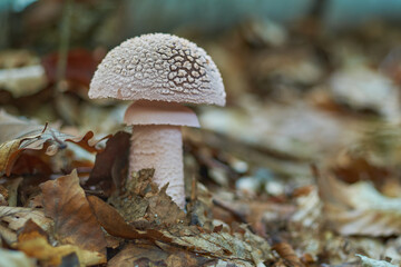 Amanita excelsa (Amanita spissa) inedible mushrooms close-up in aututmn forest